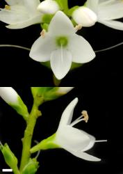 Veronica vernicosa. Old flower. Scale = 1 mm.
 Image: P.J. Garnock-Jones © P.J. Garnock-Jones CC-BY-NC 3.0 NZ